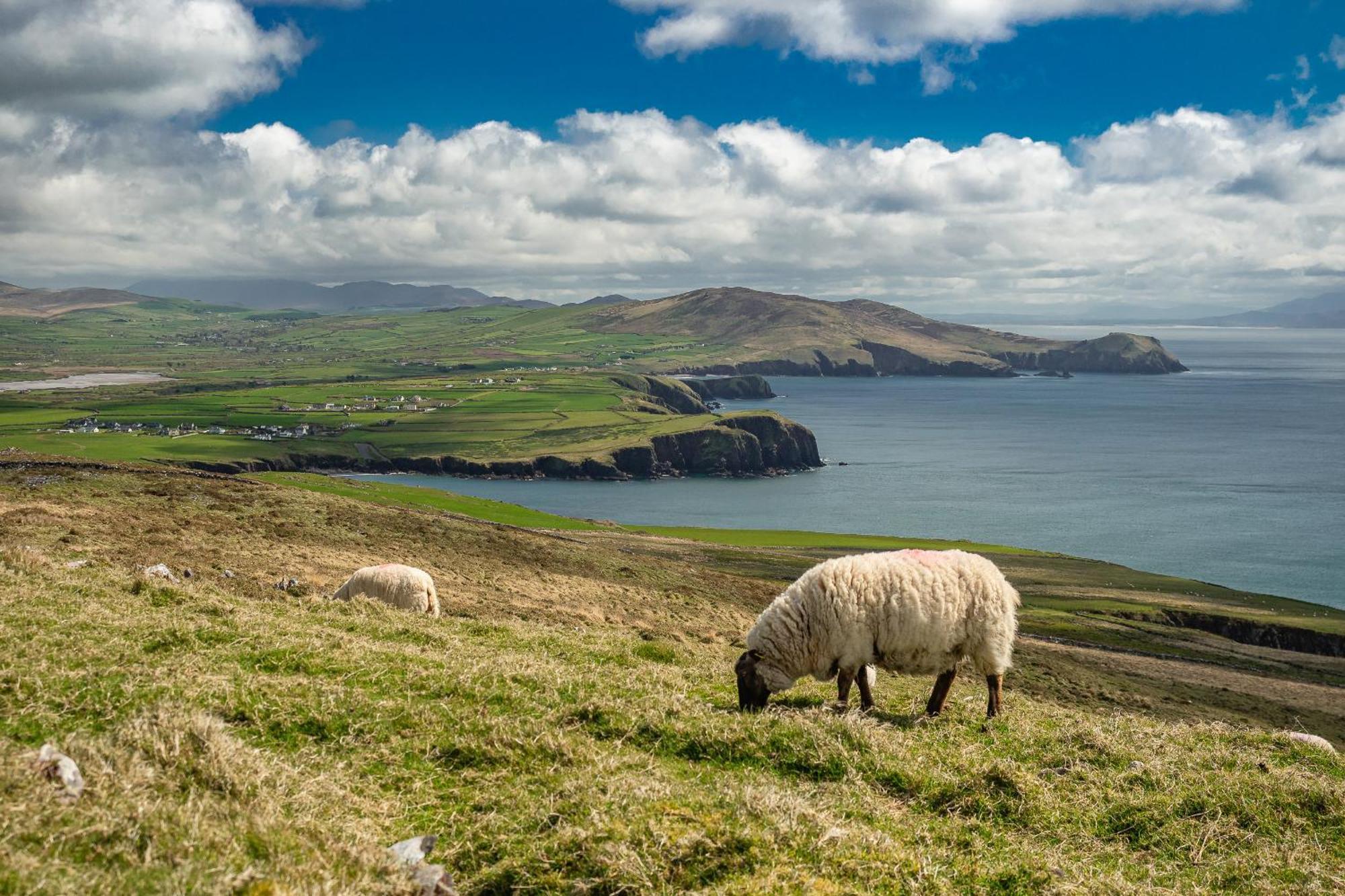 Ventry Farm - Seaside Cottage Kültér fotó